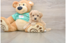 Maltipoo Puppy for Adoption