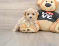 8 week old Maltipoo Puppy For Sale - Florida Fur Babies
