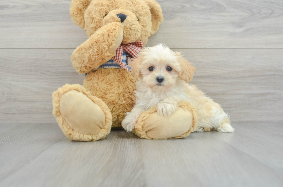 9 week old Maltipoo Puppy For Sale - Florida Fur Babies