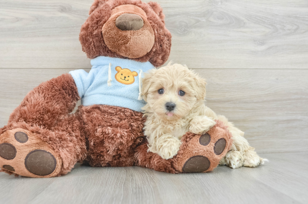 7 week old Maltipoo Puppy For Sale - Florida Fur Babies