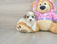 7 week old Maltipoo Puppy For Sale - Florida Fur Babies