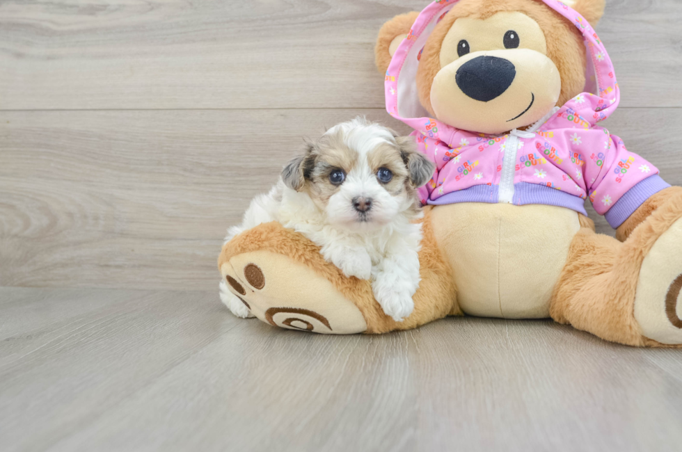 5 week old Maltipoo Puppy For Sale - Florida Fur Babies