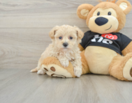 8 week old Maltipoo Puppy For Sale - Florida Fur Babies