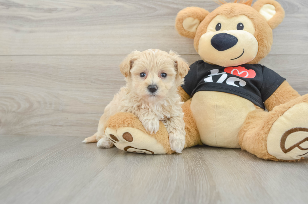 5 week old Maltipoo Puppy For Sale - Florida Fur Babies