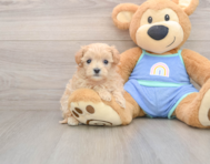 9 week old Maltipoo Puppy For Sale - Florida Fur Babies