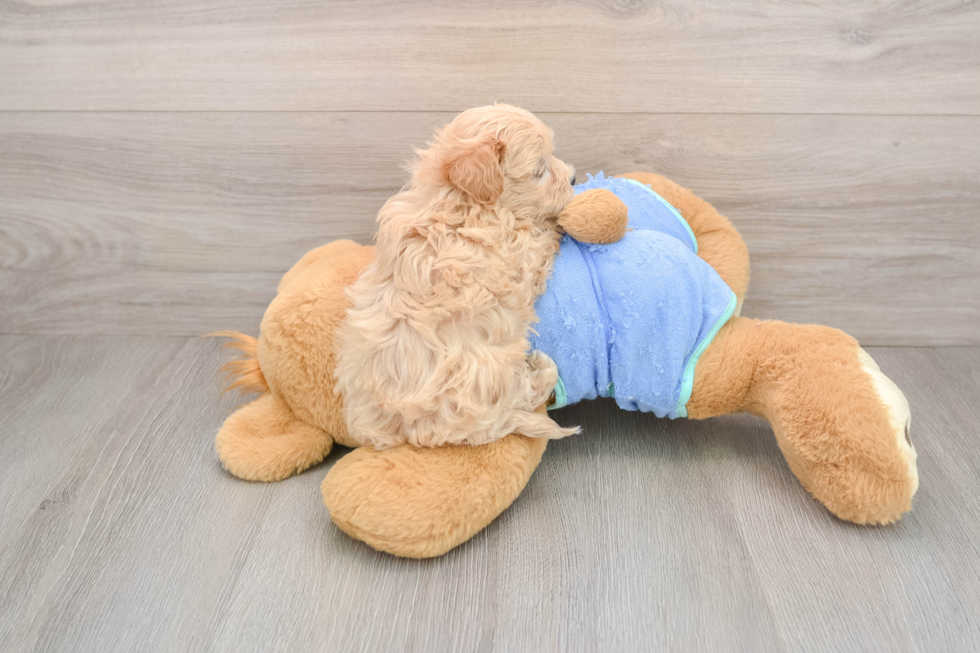 Funny Maltipoo Poodle Mix Pup