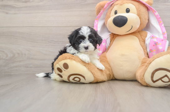Petite Maltipoo Poodle Mix Pup