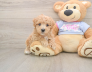 9 week old Maltipoo Puppy For Sale - Florida Fur Babies