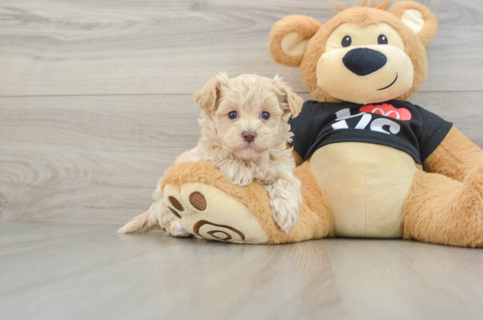 5 week old Maltipoo Puppy For Sale - Florida Fur Babies