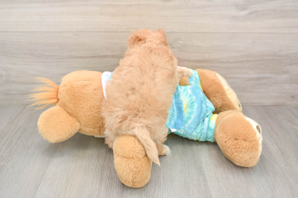 Maltipoo Pup Being Cute