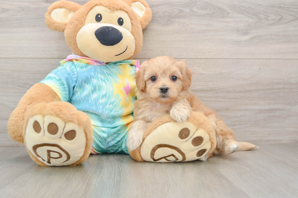 Best Maltipoo Baby