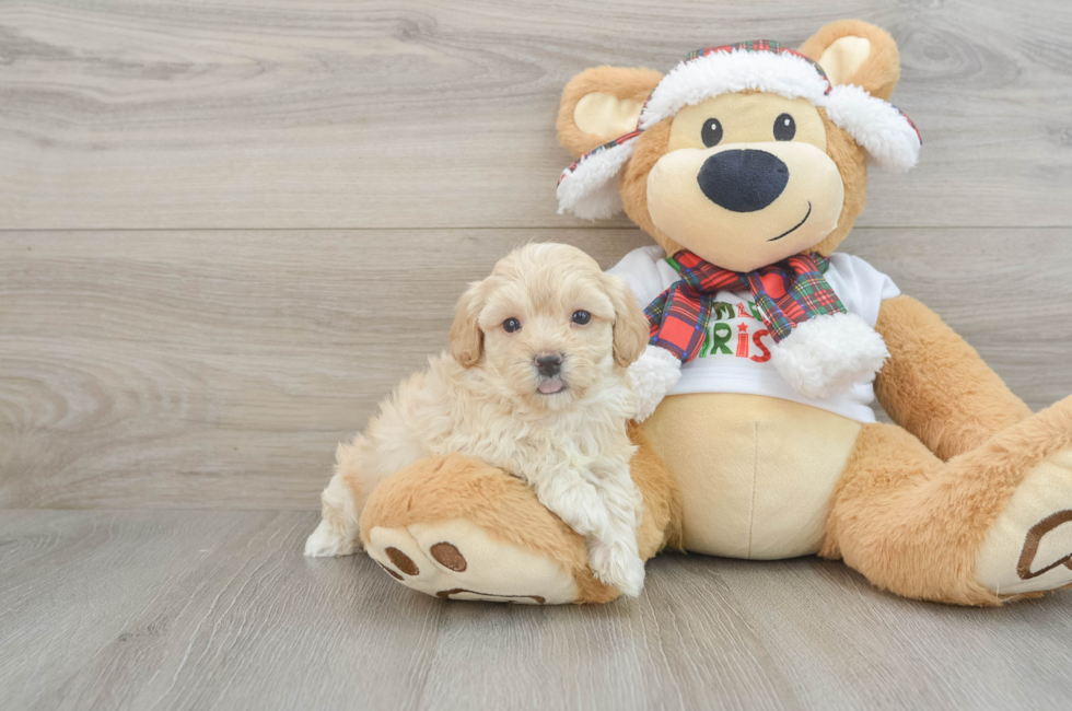 6 week old Maltipoo Puppy For Sale - Florida Fur Babies