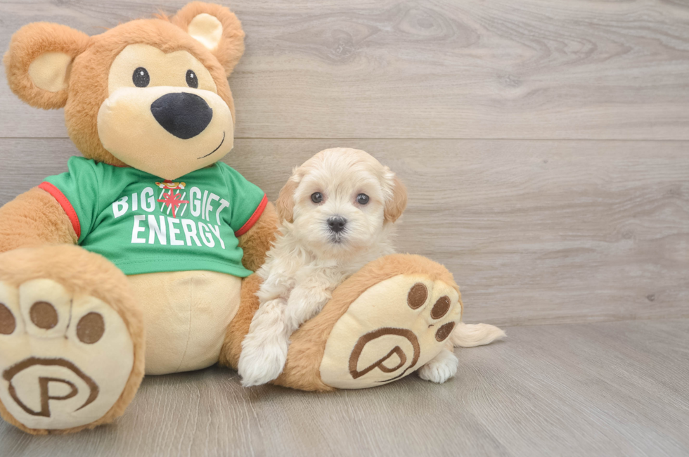 6 week old Maltipoo Puppy For Sale - Florida Fur Babies