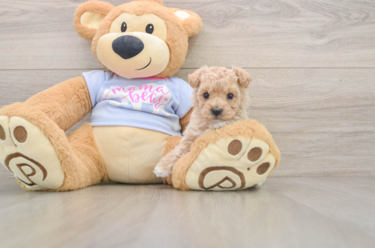 Maltipoo Puppy for Adoption