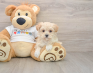 9 week old Maltipoo Puppy For Sale - Florida Fur Babies