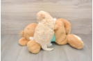 Maltipoo Pup Being Cute