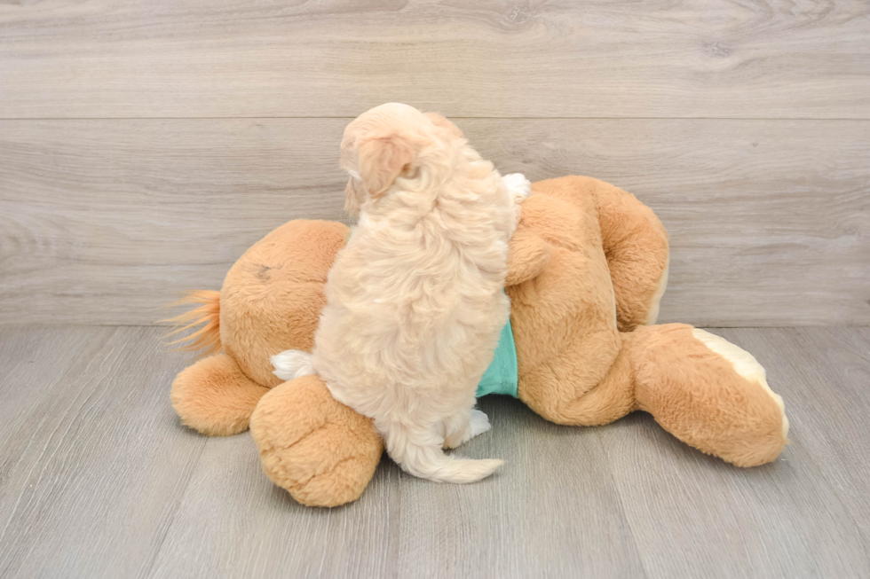 Maltipoo Pup Being Cute