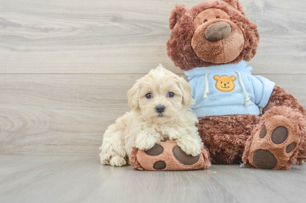 7 week old Maltipoo Puppy For Sale - Florida Fur Babies