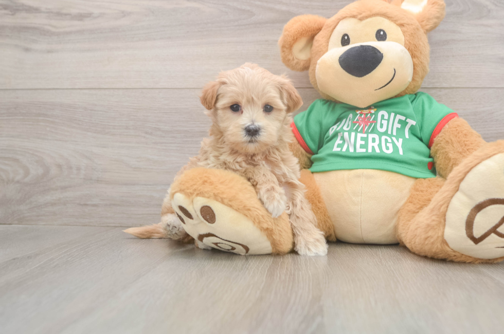 6 week old Maltipoo Puppy For Sale - Florida Fur Babies