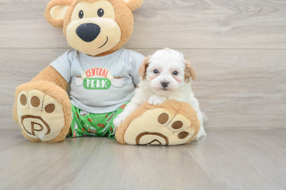 Energetic Moodle Poodle Mix Puppy