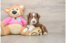 Adorable MAS Purebred Puppy