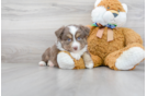 Meet Aladdin - our Mini Aussie Puppy Photo 1/3 - Florida Fur Babies