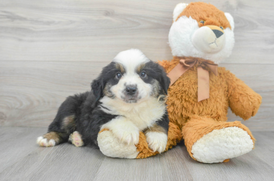 7 week old Mini Aussie Puppy For Sale - Florida Fur Babies