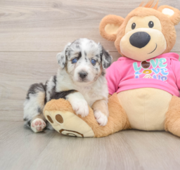 6 week old Mini Aussie Puppy For Sale - Florida Fur Babies