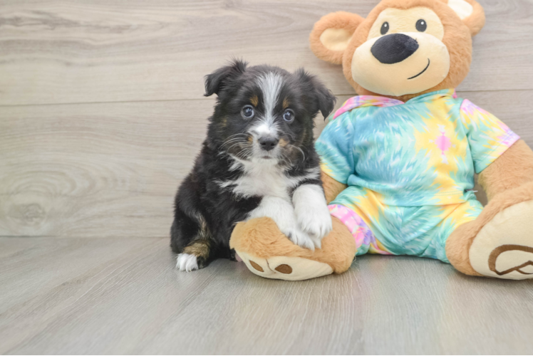 Best Mini Aussie Baby