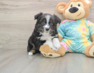 5 week old Mini Aussie Puppy For Sale - Florida Fur Babies