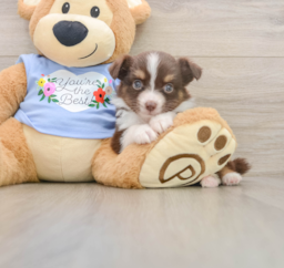 5 week old Mini Aussie Puppy For Sale - Florida Fur Babies