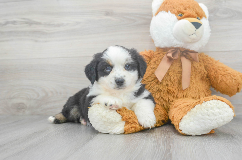 8 week old Mini Aussie Puppy For Sale - Florida Fur Babies