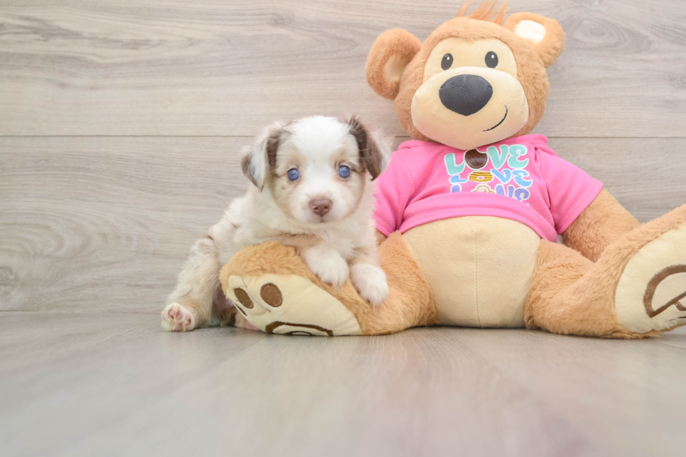 Mini Aussie Puppy for Adoption