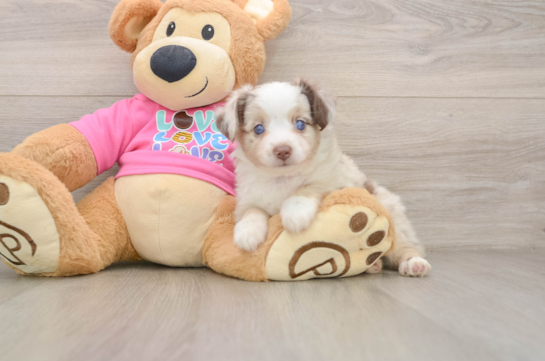 Cute Mini Australian Shepherd Purebred Puppy