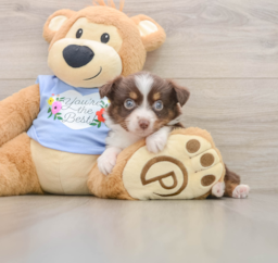 5 week old Mini Aussie Puppy For Sale - Florida Fur Babies