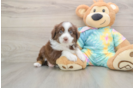 Energetic Mini Australian Shepherd Purebred Puppy
