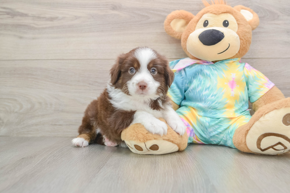 Energetic Mini Australian Shepherd Purebred Puppy