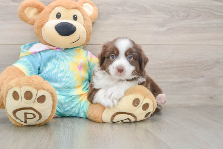 Energetic Mini Australian Shepherd Purebred Puppy