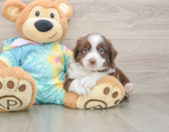 5 week old Mini Aussie Puppy For Sale - Florida Fur Babies