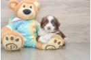 Energetic Mini Australian Shepherd Purebred Puppy