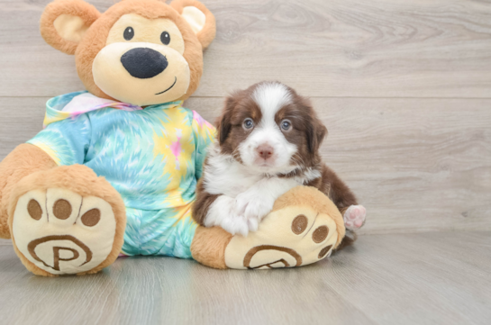 Energetic Mini Australian Shepherd Purebred Puppy