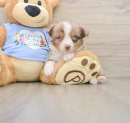 5 week old Mini Aussie Puppy For Sale - Florida Fur Babies