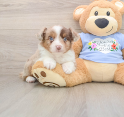 5 week old Mini Aussie Puppy For Sale - Florida Fur Babies