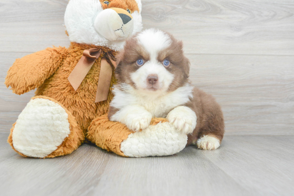 Meet Asiago - our Mini Aussie Puppy Photo 1/3 - Florida Fur Babies