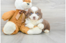 Meet Asiago - our Mini Aussie Puppy Photo 1/3 - Florida Fur Babies