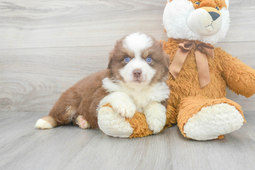 Meet Asiago - our Mini Aussie Puppy Photo 2/3 - Florida Fur Babies