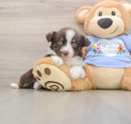 5 week old Mini Aussie Puppy For Sale - Florida Fur Babies