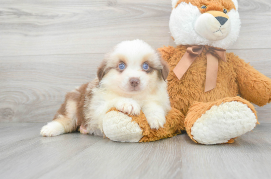 8 week old Mini Aussie Puppy For Sale - Florida Fur Babies