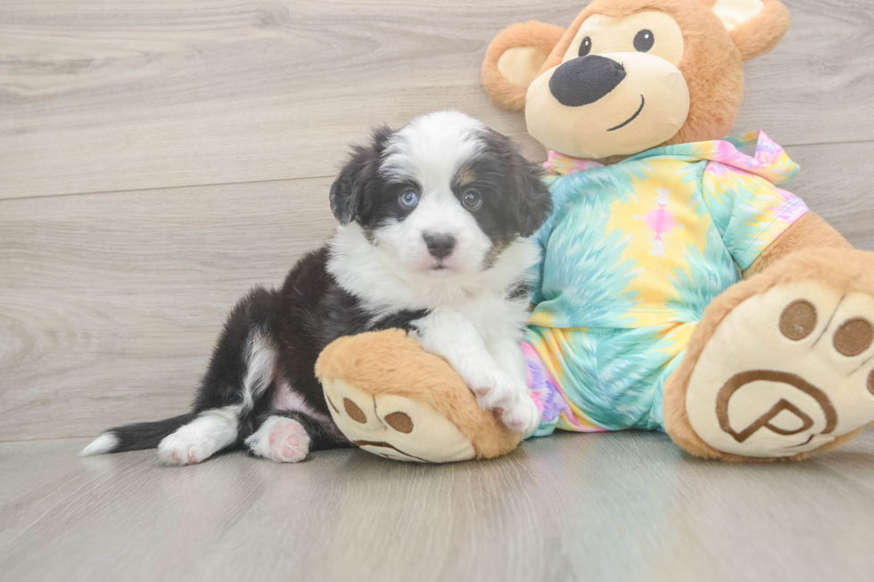 Meet Earl Gray - our Mini Aussie Puppy Photo  2/3 - Florida Fur Babies Best Mini Aussie Baby