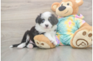 Meet Earl Gray - our Mini Aussie Puppy Photo  2/3 - Florida Fur Babies Best Mini Aussie Baby